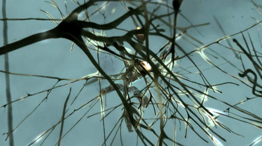 Neurons Firing Off Signals Photograph by Anatomical Travelogue