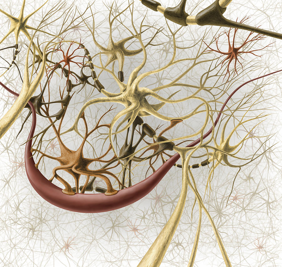 Neurons, Illustration Photograph by QA International