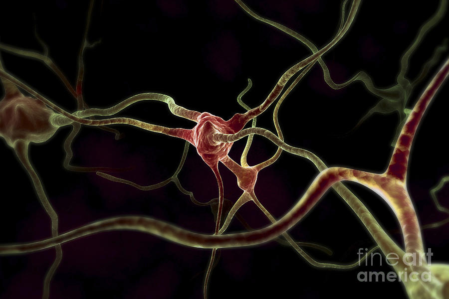 Neurons Photograph by Science Picture Co