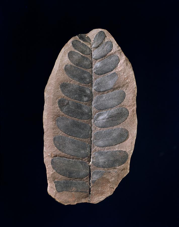 Neuropteris Fossil Plant Photograph by Natural History Museum,  London/science Photo Library - Pixels