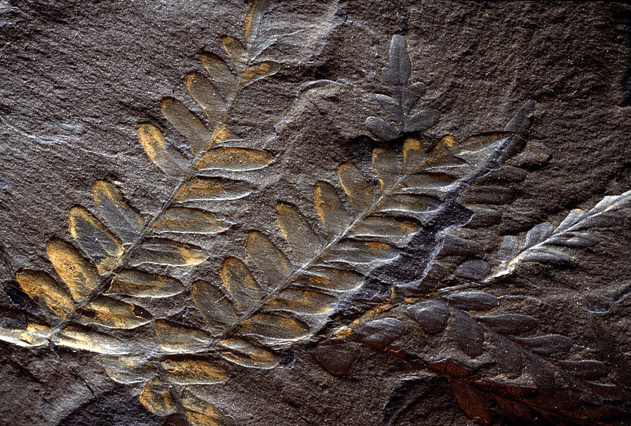 Neuropteris Fossil Photograph by Theodore Clutter