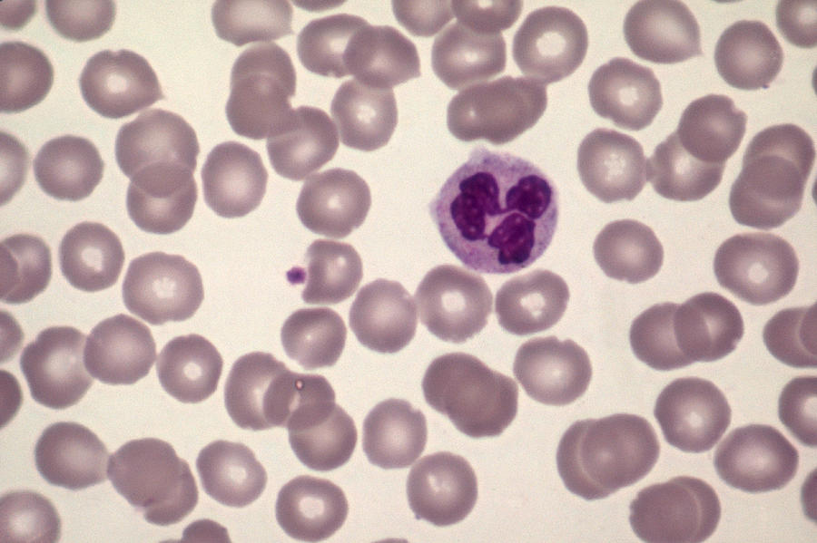Neutrophil And Red Blood Cells Lm Photograph by Biology Pics