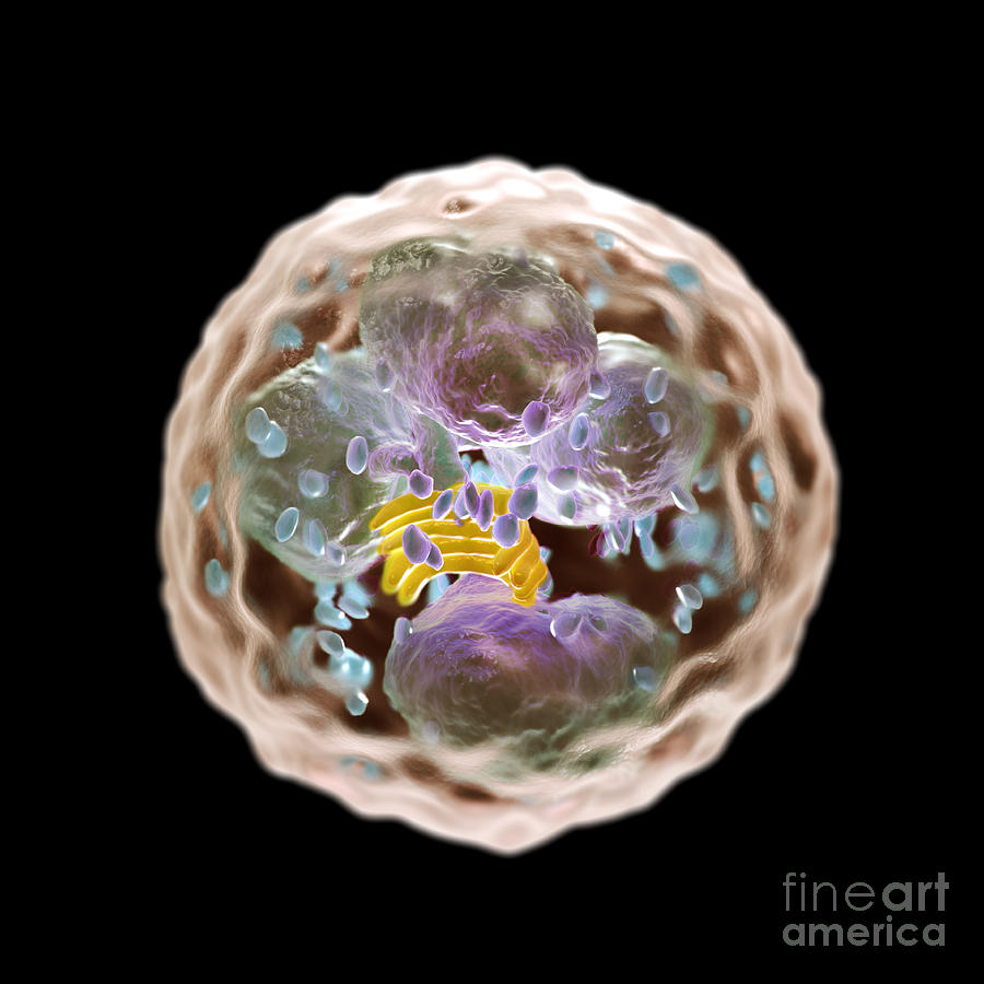 Neutrophil Cell Photograph by Science Picture Co