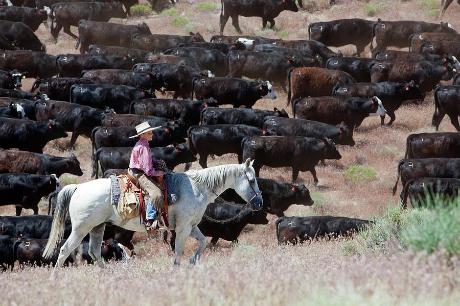 Great Basin National Park Photograph - Nevada Cowboy Herding Cattle by Jim West