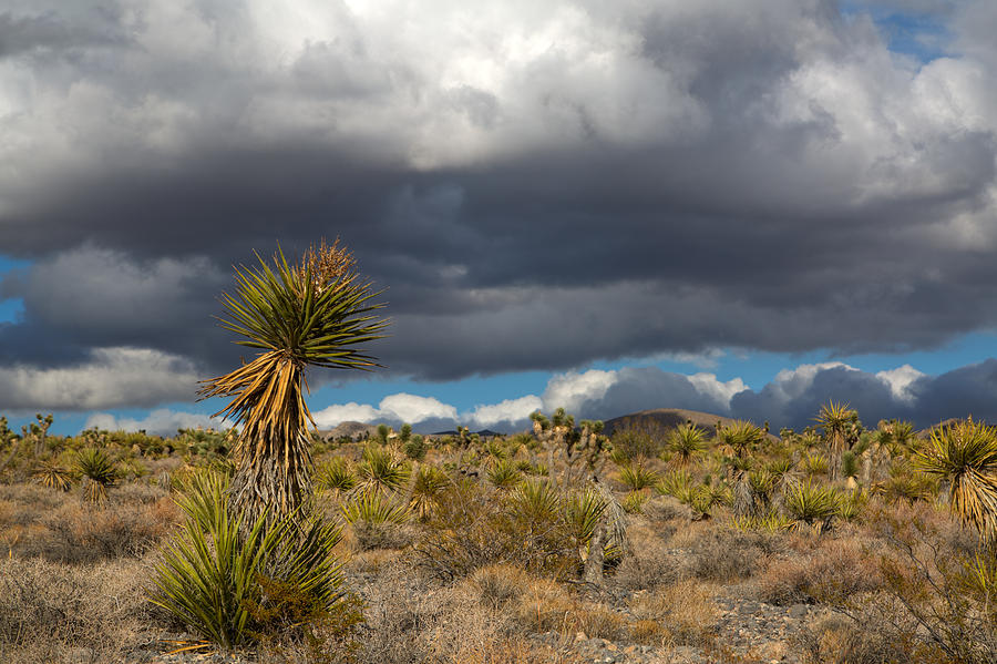 Nevada Desert Storm Photograph