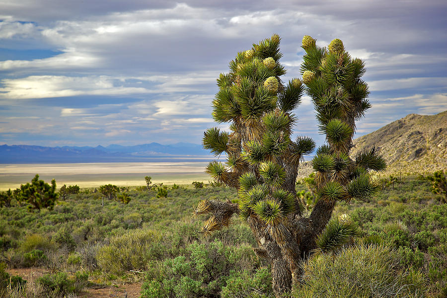 Nevada Joshua Tree Photograph by Joseph Urbaszewski