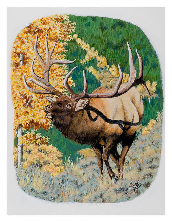 Nevada Nontypical Elk Painting by Darcy Tate