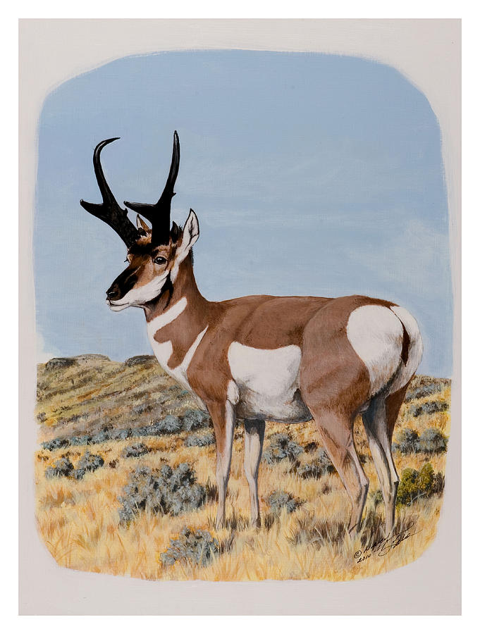 Nevada Pronghorn  Painting by Darcy Tate