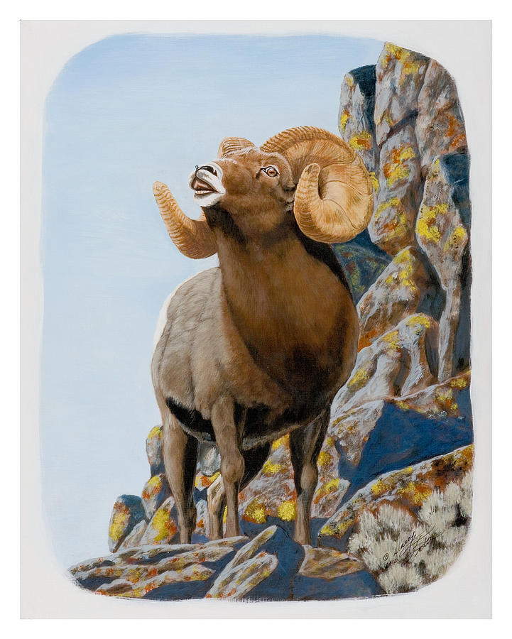 Nevada Rocky Mountain Bighorn Painting by Darcy Tate