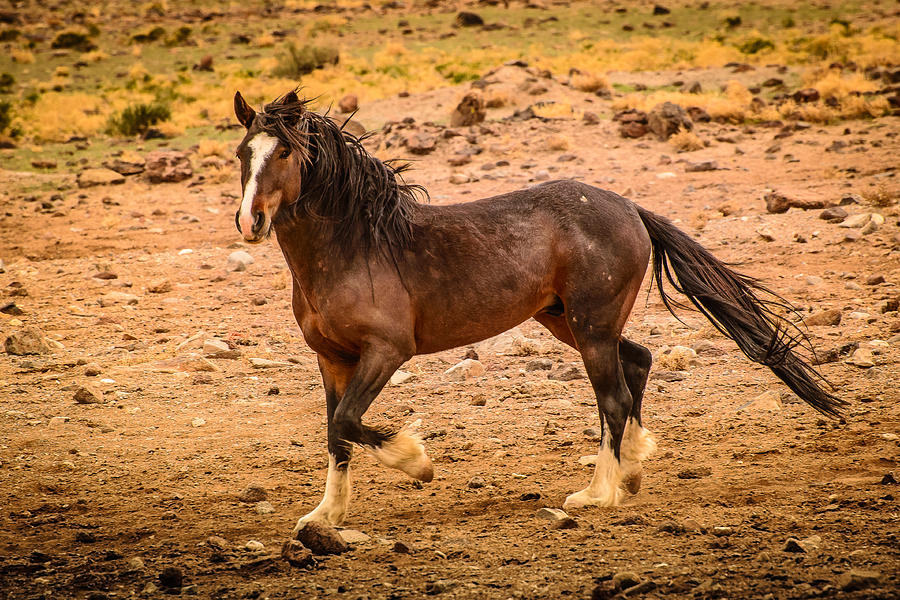 Nevada Wild Horse 3858 Photograph by Janis Knight