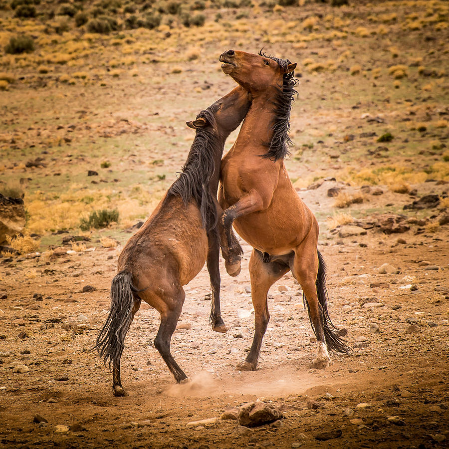 Animal Photograph - Nevada Wild Horses 3890 by Janis Knight