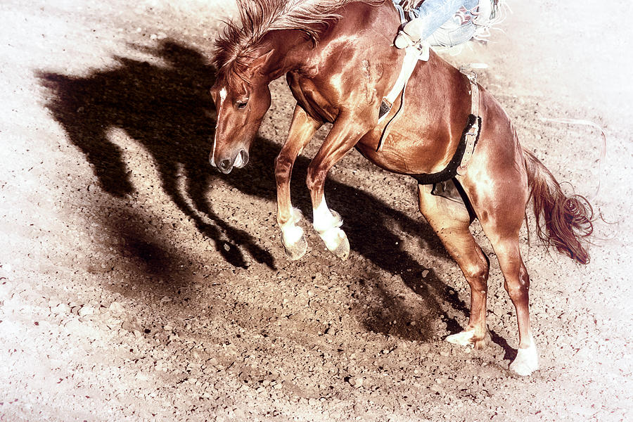 Horse Photograph - Never Give In by Caitlyn  Grasso