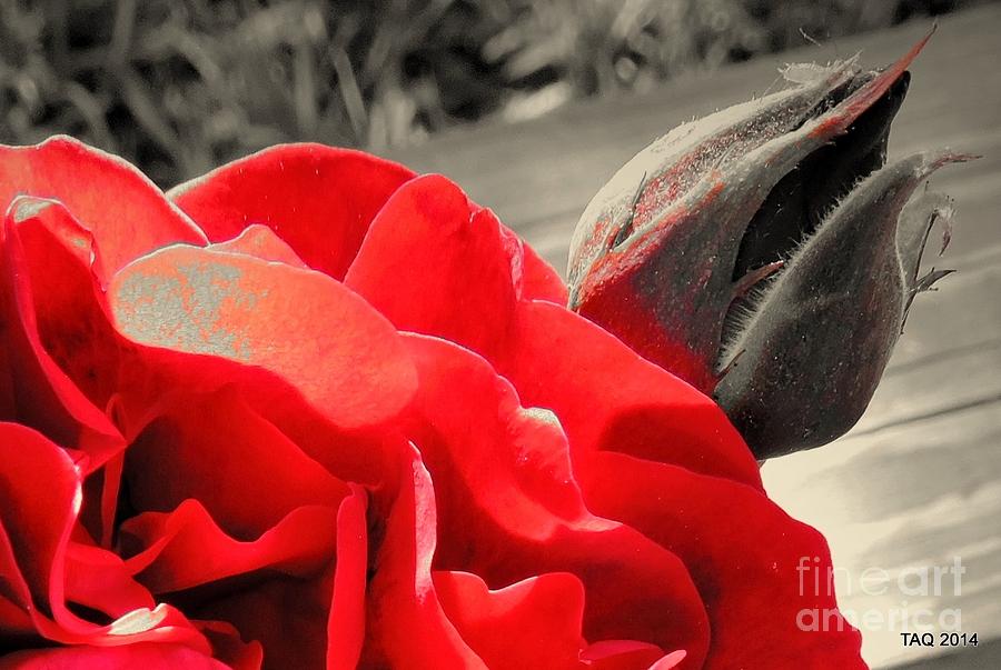 Rose Photograph - Never My Love by Tami Quigley