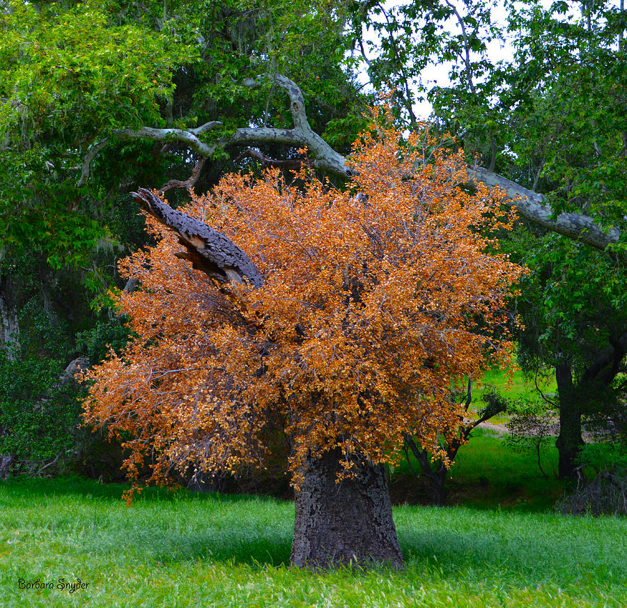 Tree Digital Art - Never Say Die Red Oak Solvang California 3 by Barbara Snyder