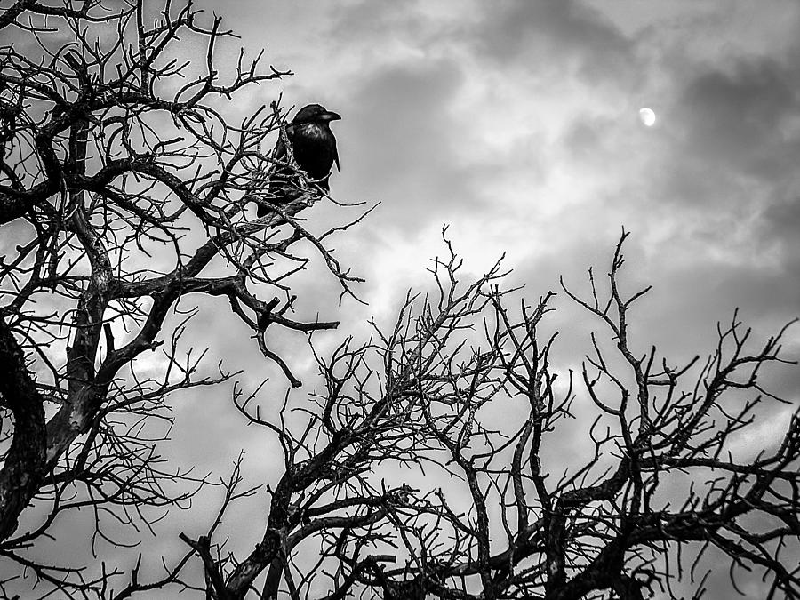 Nevermore in Black and White Photograph by Sandy Roe