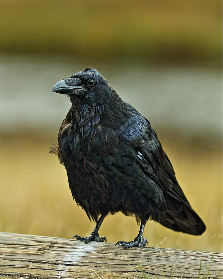 Nevermore Raven Nevermore Photograph by April McNiff - Pixels