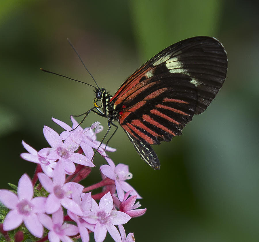 Nectar Collector Photograph by Sean Allen