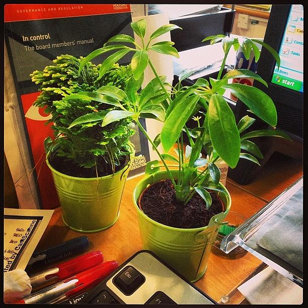 New Additions To My Lovely Desk Jungle! Photograph by Neil Ormsby