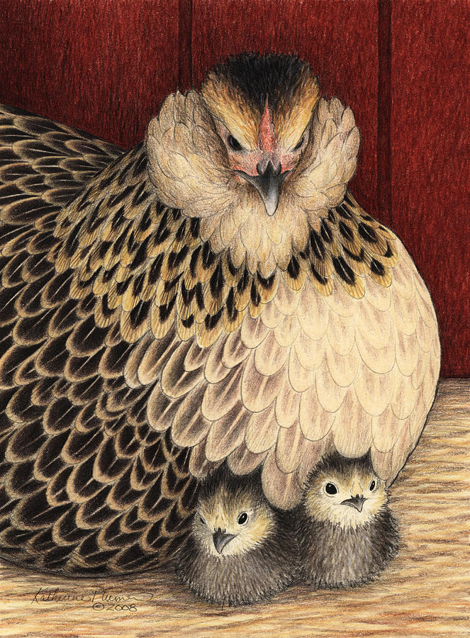 Chicken Drawing - New Arrivals by Katherine Plumer