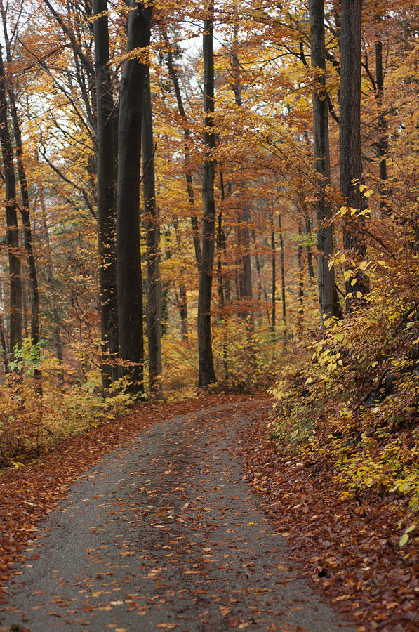 New Autumn Trails Photograph by Miguel Winterpacht