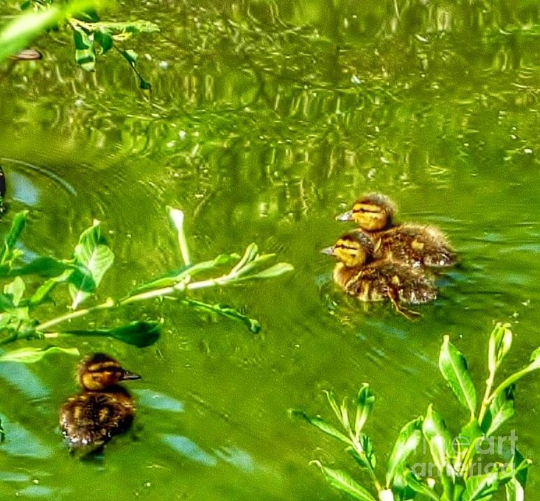 New Baby Ducklings Photograph by Susan Garren