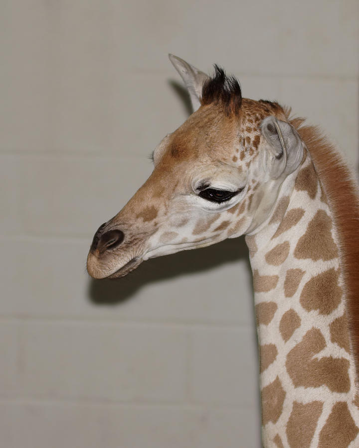 New Baby Giraffe Photograph by Ernest Echols