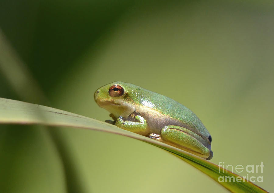 New Baby Green Tree Frog Photograph by Kathy Baccari - Pixels
