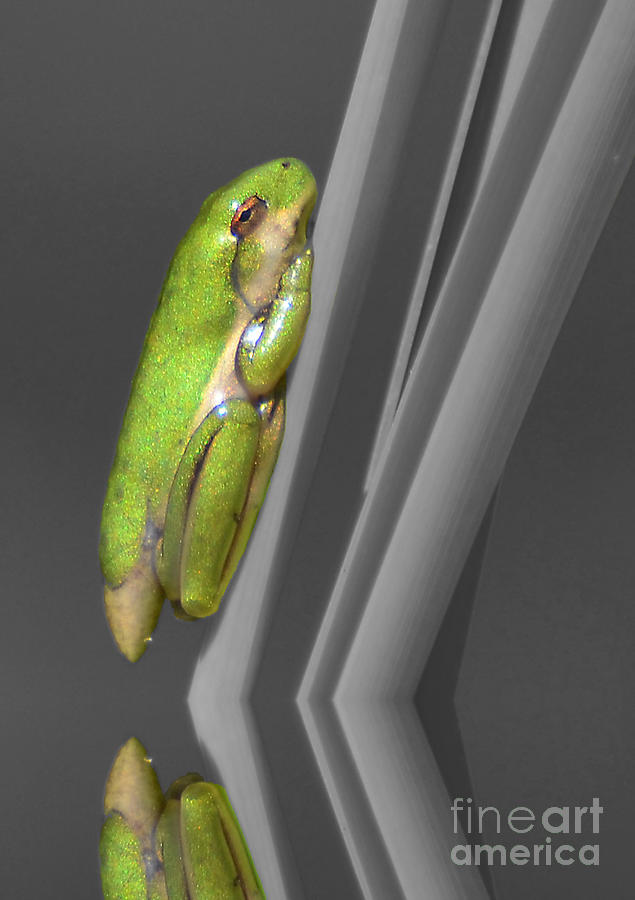 New Baby Tree Frog Selective Color Photograph by Kathy Baccari