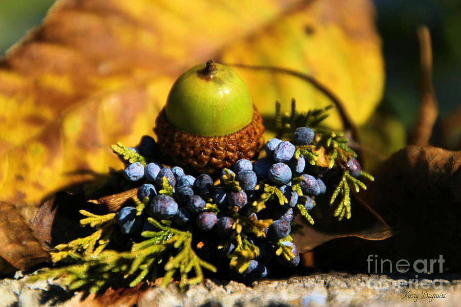 Fall Photograph - New Beginnings  by Karry Degruise