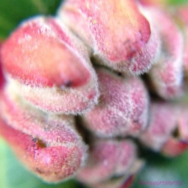Flower Photograph - New Beginnings-rhododendron Floret Bud by Anna Porter