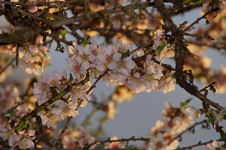 New Blossoms - Old Almond Tree Photograph by Mick Anderson