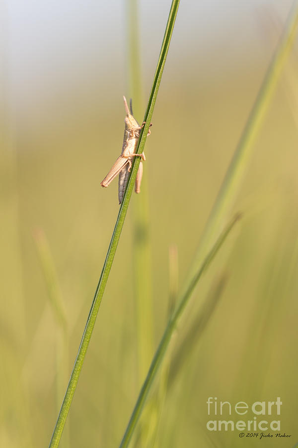 Grasshopper Photograph - New born baby field grasshopper by Jivko Nakev