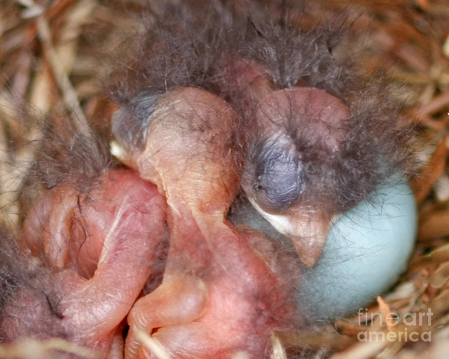 Bluebird Babies in Nest Photograph by Luana K Perez