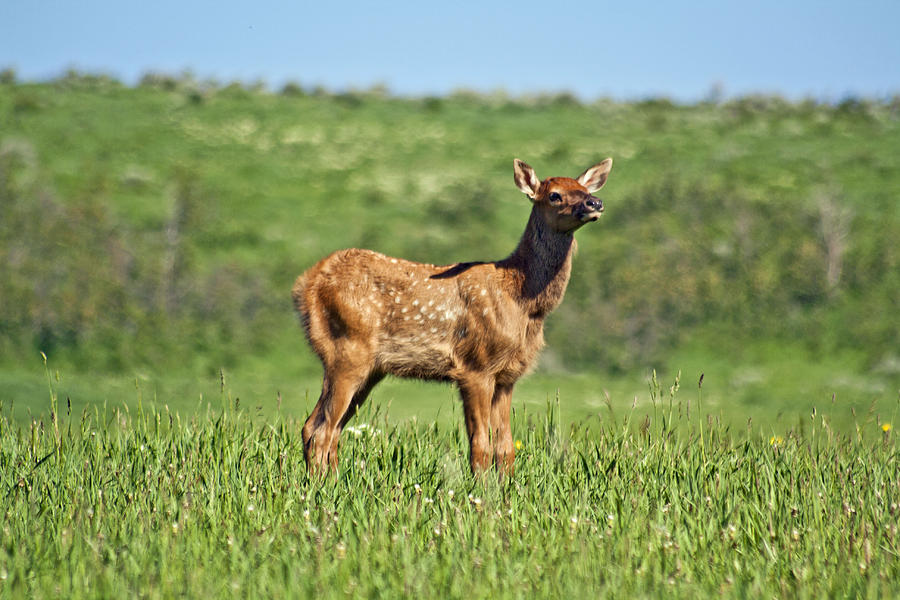 Wildlife Photograph - New born Calf Elk by Jeff Welton