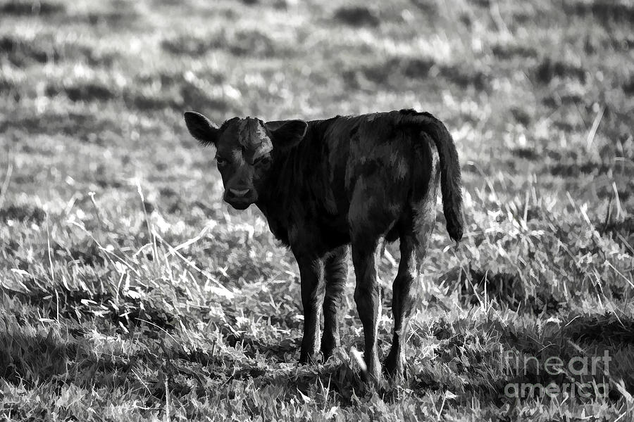 New Born Calf Photograph