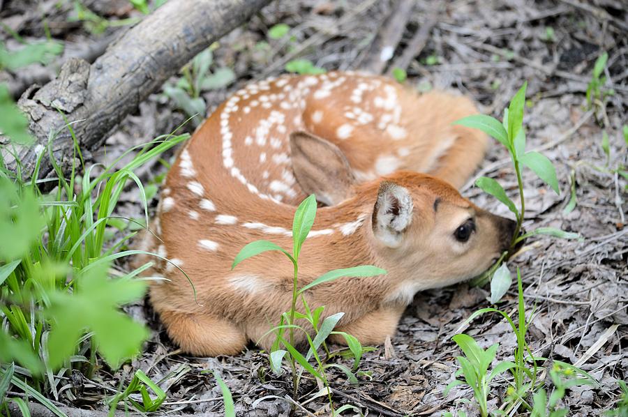 New Born Fawn #1 Photograph by Bonfire Photography
