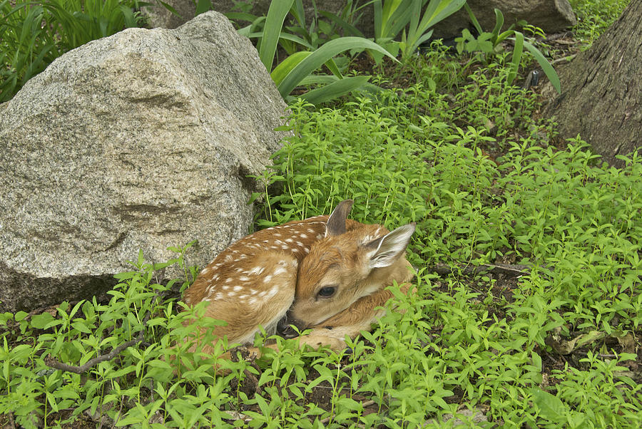 New Born Fawn Photograph by Michael Peychich