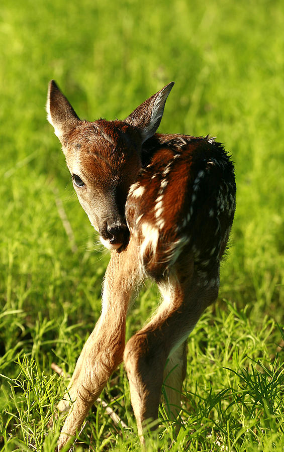 New Born Fawn Photograph by Randy Stephens | Fine Art America