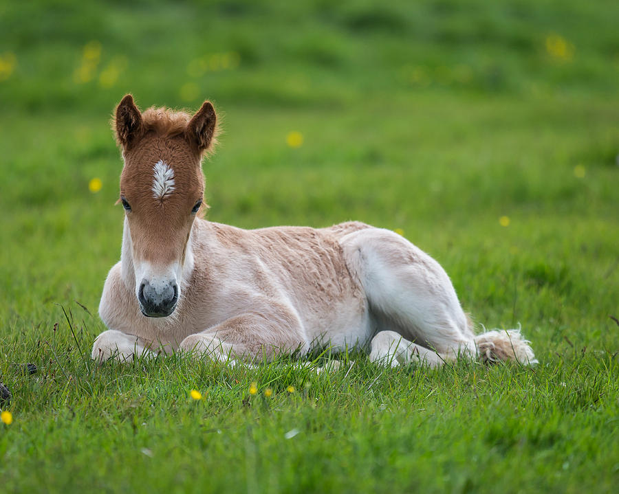 Horse Photograph - New Born Foal, Iceland Purebred by Panoramic Images