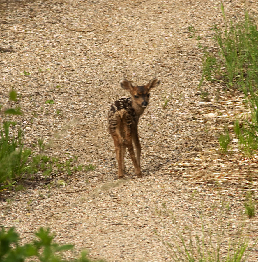 New Born Mule Deer Photograph by Daniel Hebard