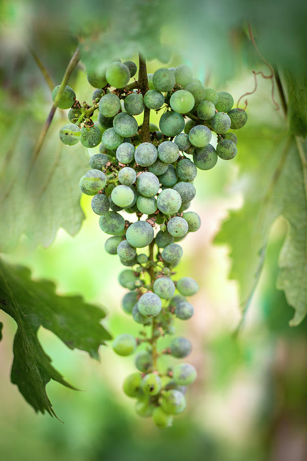New Cabernet Grapes Photograph by Imagemediagroup