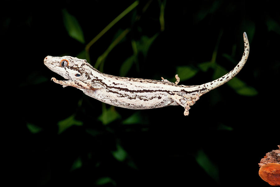 Nature Photograph - New Caledonia Gargoyle Gecko by David Northcott