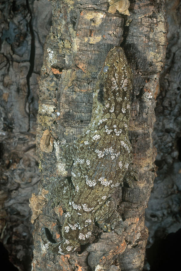 New Caledonia Giant Gecko Photograph by Craig K. Lorenz