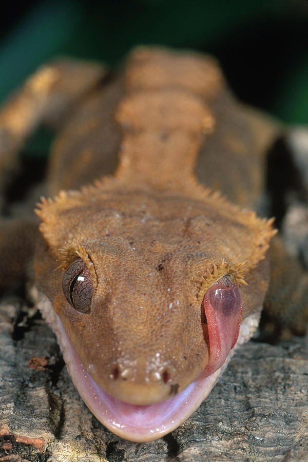 New Caledonian Crested Gecko Photograph by Craig K. Lorenz
