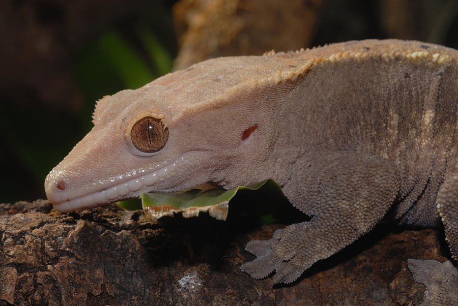 New Caledonian Crested Gecko Photograph by John Mitchell