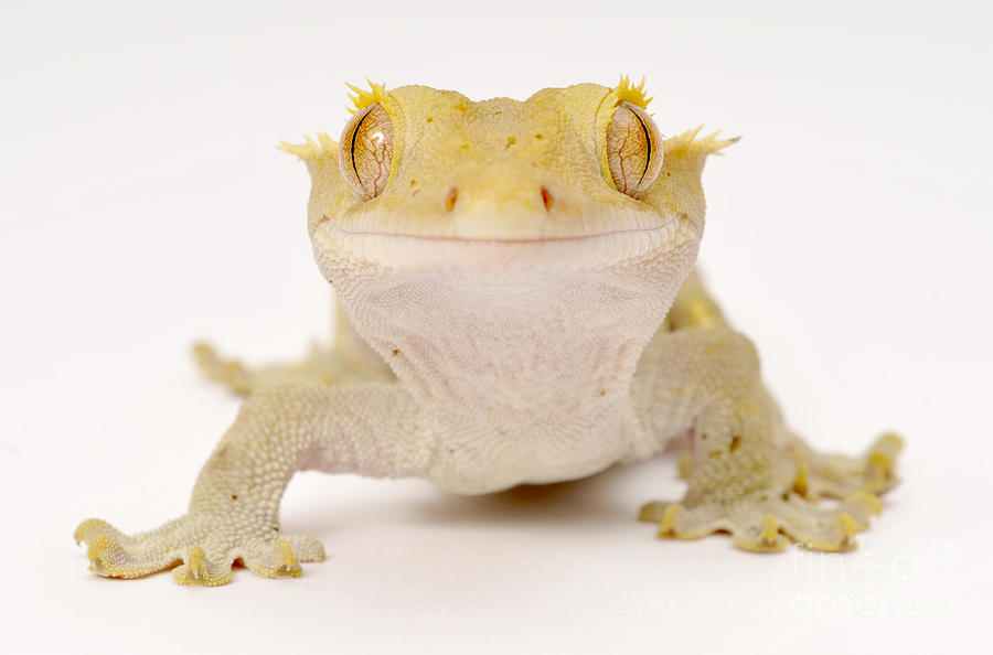 New Caledonian Gecko Photograph by Francesco Tomasinelli
