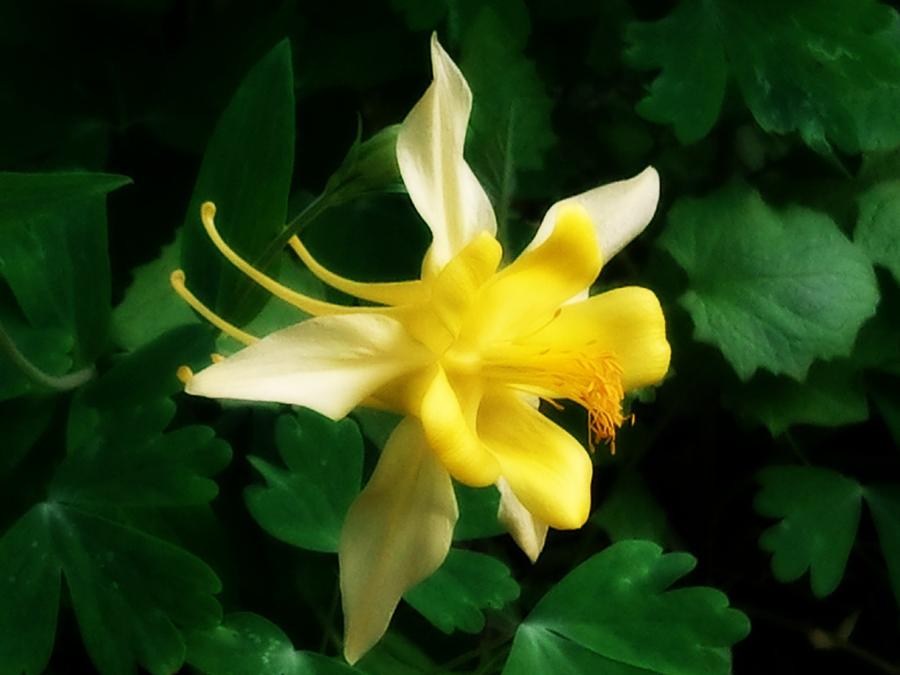 New Columbine Flower 2 Photograph by Heather L Wright