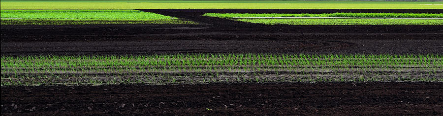 Abstract Photograph - New Crops 3  by Lyle Crump