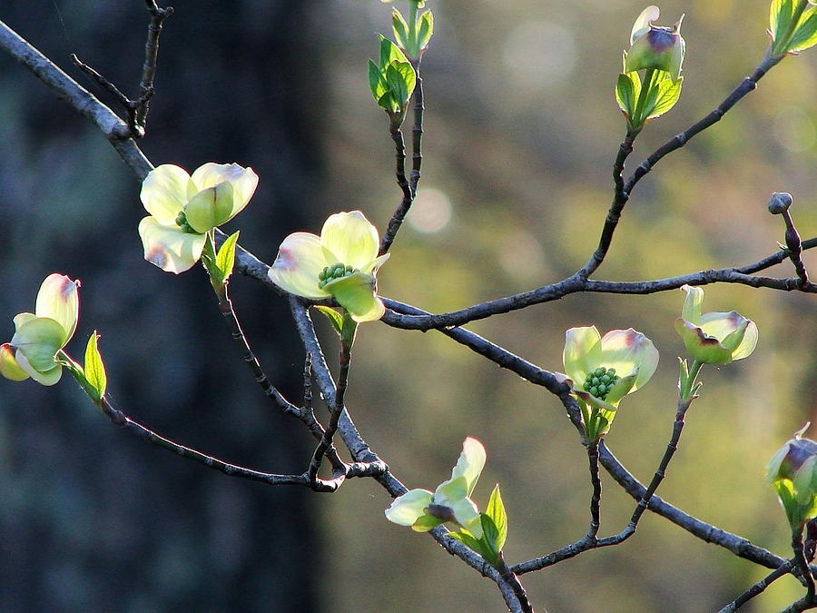 New Dogwood Branches and Blossoms Photograph by Cynthia  Clark