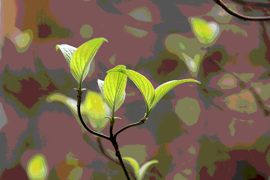 Spring Photograph - New Dogwood Leaves by Frank Tozier